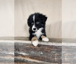 Small #4 Australian Shepherd