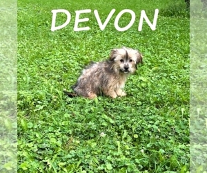 Shorkie Tzu Puppy for sale in HARTLAND, MN, USA