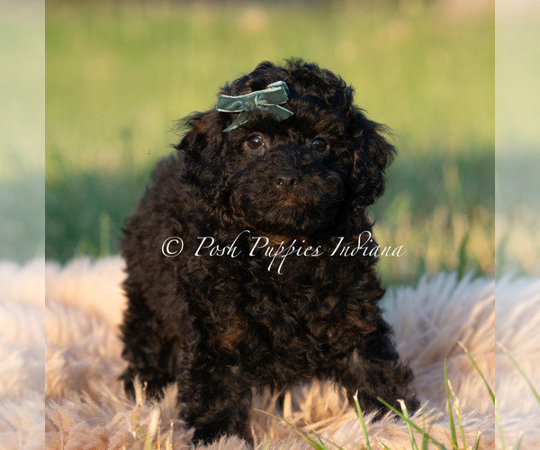 Medium Photo #3 Poodle (Miniature) Puppy For Sale in WARSAW, IN, USA
