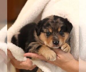 Sheprador Puppy for sale in ATMORE, AL, USA