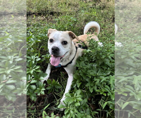 Medium Photo #12 Beagle-Unknown Mix Puppy For Sale in Springdale, PA, USA