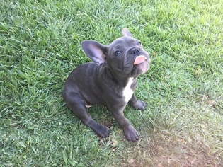 French Bulldog Puppy for sale in GRANADA HILLS, CA, USA
