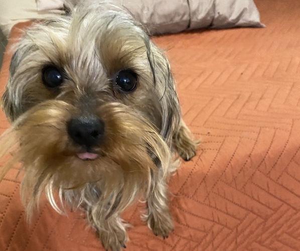 Medium Photo #3 Yorkshire Terrier Puppy For Sale in BETHLEHEM, GA, USA