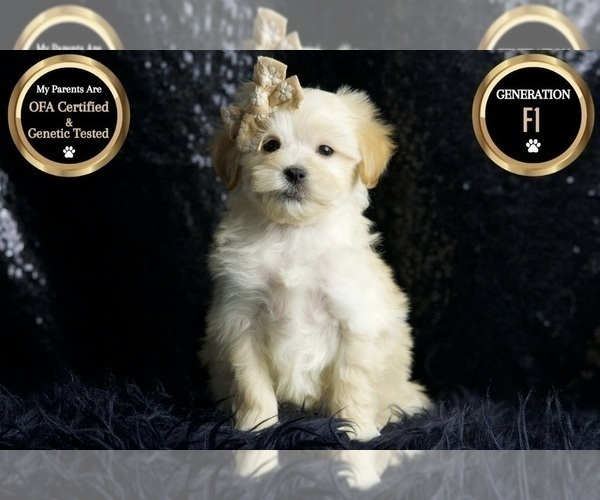 Medium Photo #7 Maltipoo Puppy For Sale in WARSAW, IN, USA