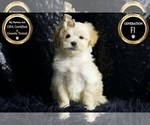 Small Photo #70 Maltipoo Puppy For Sale in WARSAW, IN, USA