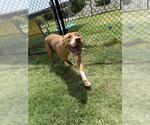 Small American Pit Bull Terrier