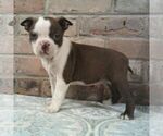 Small #2 Boston Terrier