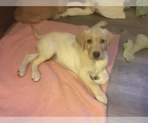 Labrador Retriever Puppy for sale in SACRED HEART, MN, USA