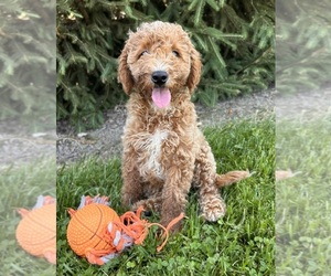 Goldendoodle (Miniature) Puppy for sale in MIDDLEBURY, IN, USA