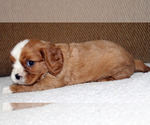 Small #14 Cavalier King Charles Spaniel