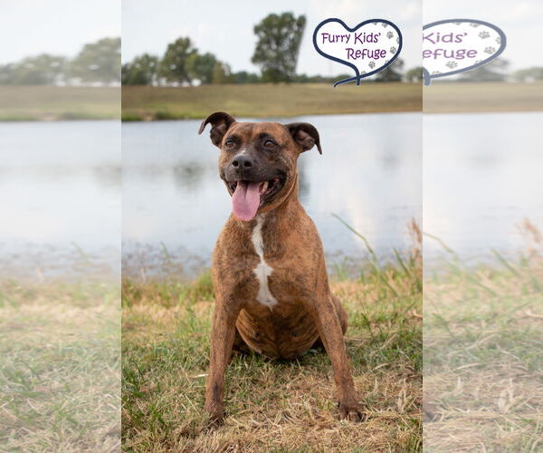 Medium Photo #4 American Staffordshire Terrier-Unknown Mix Puppy For Sale in Lee's Summit, MO, USA