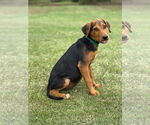 Small #3 Mutt