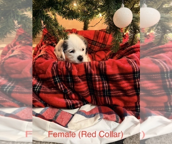 Medium Photo #1 Shih-Poo Puppy For Sale in HAWESVILLE, KY, USA