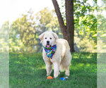 Small #1 Great Pyrenees