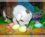 Small Photo #19 English Bulldog Puppy For Sale in HAMILTON, OH, USA