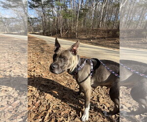 Juniper - Female American Pit Bull Terrier-Unknown Mix Dog for Adoption - Photo #3