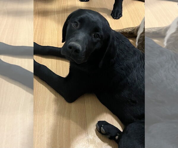 Medium Photo #2 Mutt Puppy For Sale in Salt Lake City, UT, USA