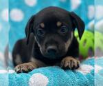 Small #2 Labrador Retriever Mix