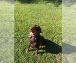 Small #16 Doberman Pinscher