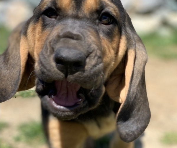 Medium Photo #4 Bloodhound Puppy For Sale in SOQUEL, CA, USA