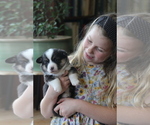Small #16 Pembroke Welsh Corgi