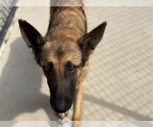 German Shepherd Dog Dogs for adoption in Tulsa, OK, USA