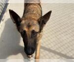 Small German Shepherd Dog