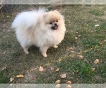 Small Photo #4 Pomeranian Puppy For Sale in PLEASANT HILL, CA, USA