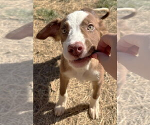 American Pit Bull Terrier-Unknown Mix Dogs for adoption in Wetumpka, AL, USA