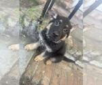 Small Photo #6 German Shepherd Dog Puppy For Sale in PENSACOLA, FL, USA