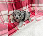 Small Photo #1 Aussiedoodle Puppy For Sale in SPARTA, MO, USA