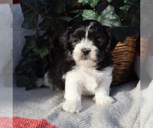 Zuchon Puppy for sale in THORP, WI, USA
