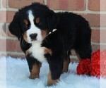 Small Photo #2 Bernese Mountain Dog Puppy For Sale in FREDERICKSBURG, OH, USA