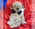 Small Photo #8 Poodle (Miniature) Puppy For Sale in NORWOOD, MO, USA