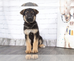 Small Photo #2 German Shepherd Dog Puppy For Sale in RED LION, PA, USA