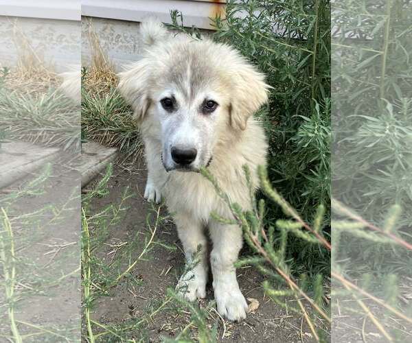 Medium Photo #3 Great Pyrenees Puppy For Sale in Sandy, UT, USA