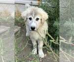 Small #2 Great Pyrenees