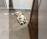 Small #2 Beagle Mix