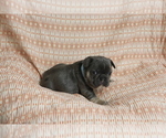 Small #2 French Bulldog