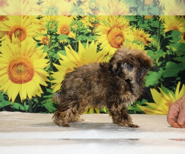 Medium Photo #13 Poodle (Toy) Puppy For Sale in DYERSBURG, TN, USA