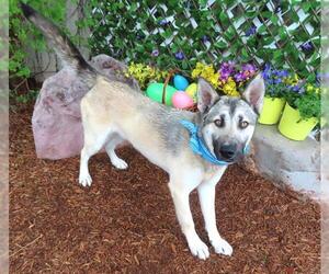 German Shepherd Dog-Unknown Mix Dogs for adoption in Oklahoma City, OK, USA