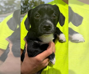 Elsa - Female Mutt Dog for Adoption - Photo #2