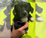 Small Photo #2 Mutt Puppy For Sale in Grafton, WI, USA