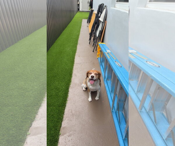 Medium Photo #3 Beagle Puppy For Sale in Miami, FL, USA