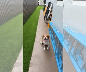 COURTESY POST: Royce - Male Beagle Dog for Adoption - Photo #3