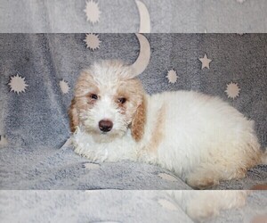 Goldendoodle (Miniature) Puppy for sale in BLOOMINGTON, IN, USA