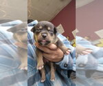 Small #1 Mutt