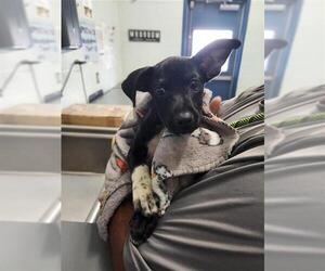 Labrador Retriever-Unknown Mix Dogs for adoption in Corpus Christi, TX, USA