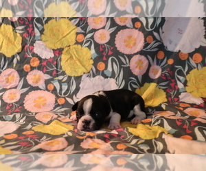 French Bulldog Puppy for sale in MANCHESTER, MI, USA