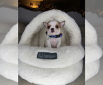 Small #5 Chihuahua